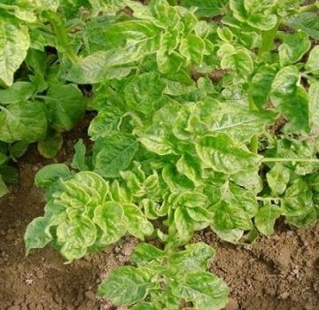 Gründe, warum Kartoffeln im Garten schlecht wachsen und was zu tun ist