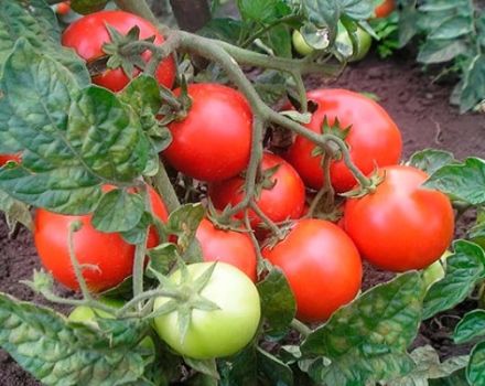 Opis odmiany pomidora Country pet, jego cechy i produktywność