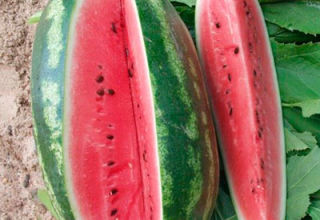 Beschreibung und Eigenschaften der Wassermelonensorte Peking Joy, Sorten und Wachstumsbedingungen