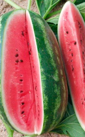 Descrição e características da variedade de melancia alegria de Pequim, variedades e condições de cultivo
