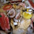 TOP 12 Rezepte zum Kochen von gesalzener Russula kalt und heiß für den Winter
