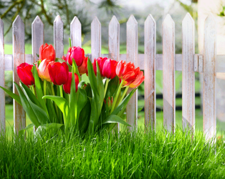 Wie und wann man Tulpen im Herbst von einem Ort zum anderen verpflanzt