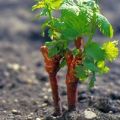 Qué tipo de suelo se necesita para plantar uvas, la elección de los mejores y cómo alimentar el suelo.