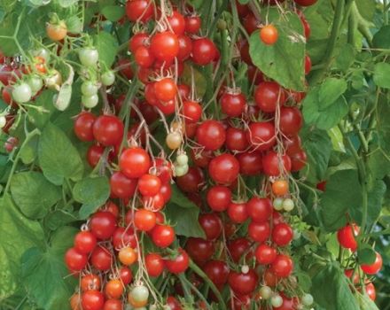 Beskrivning av ampel tomatvariant Vattenfall, dess odling och skötsel