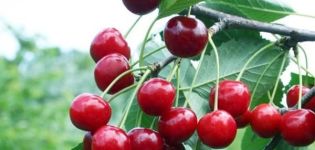 وصف مجموعة الكرز Volochaevka ، وخصائص الأشجار ، وقواعد الزراعة والعناية