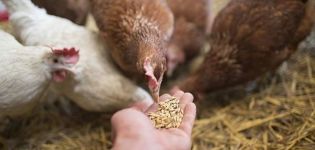 Welche Vitamine werden für Hühner und Dosierung benötigt, Namen von Medikamenten und gesunde Lebensmittel
