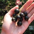 Descrição e características das groselhas Vologda, cultivo e cuidado