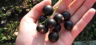 Опис и карактеристике вологдске рибизле, гајење и нега