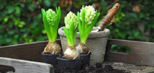 Features and rules of planting and caring for daffodils and the secrets of agricultural technology
