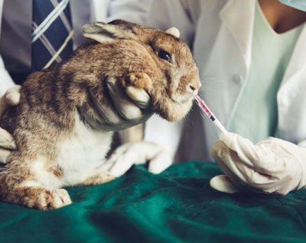 Seznam léků pro králíky a jejich účel, co jiného by mělo být v lékárničce