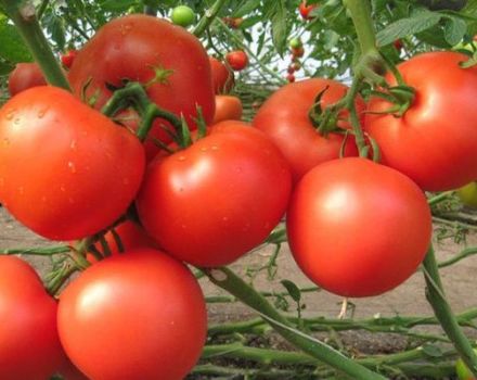 Description of the tomato variety Etude NK, its characteristics and productivity