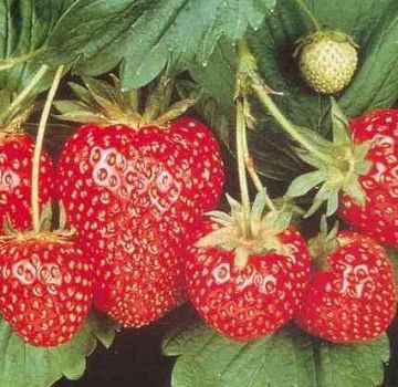 Como e quando é melhor plantar morangos em campo aberto, preparação do jardim