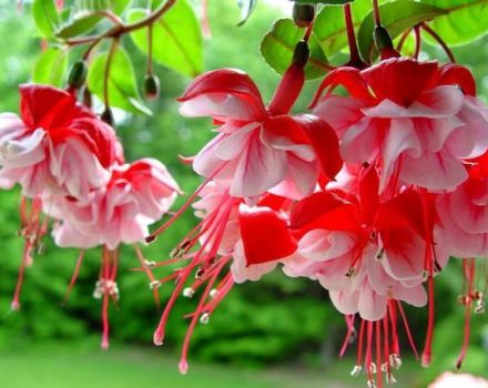 Rules for growing and caring for fuchsia, especially breeding and wintering