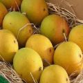 وصف أصناف المانجو الفونسو والتكاثر والعناية بالمنزل