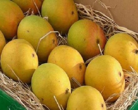 Mô tả giống xoài Alfonso, cách sinh sản và chăm sóc tại nhà