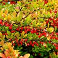 Trồng và chăm sóc cây bụi barberry trên bãi đất trống, sinh sản và trồng trọt
