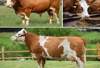 Beschreibung und Eigenschaften der Simmentaler Rinder- und Kuhpflege