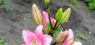 Wie man eine Lilie mit Schuppen, Babys, Stecklingen nach der Blüte und Samen vermehrt