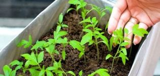 Wie und wann man Tomaten für Setzlinge zu Hause richtig pflanzt, Geheimnisse und Timing