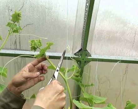 Tôi có cần phải cắt bỏ ria mép khỏi dưa chuột ngoài trời và trong nhà kính không, và tại sao