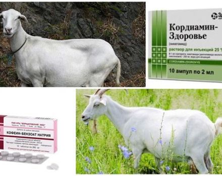 Какво да правите, ако коза не яде и не пие след агнене и методи на лечение