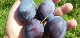 Mô tả giống mận Smolinka, cách trồng và chăm sóc, tưới nước và cắt tỉa cho cây