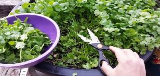 Как да отглеждате кориандър през зимата на перваза от семена у дома