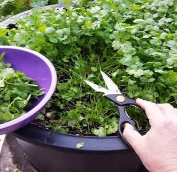 Како узгајати коријандер зими на прозорском прагу из семенки код куће