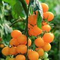 Opis odmiany pomidora Orange cap, jej właściwości i plon