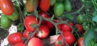 Egenskaber og beskrivelse af tomatsorten Golitsyn, tip til dyrkning