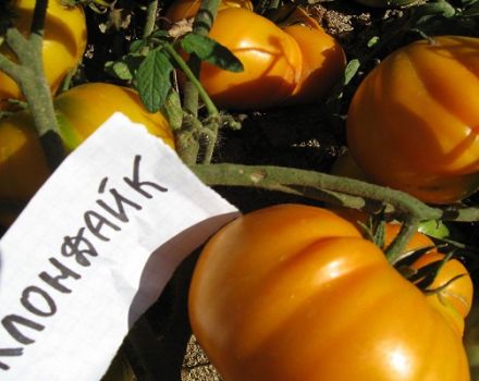 Beschreibung und Eigenschaften der Tomatensorte Klondike