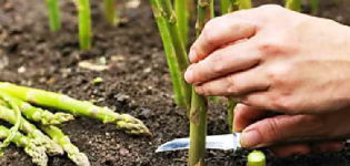 How to grow and care for asparagus outdoors at home