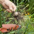 Das richtige Timing, wenn Sie in Zentralrussland Knoblauch ernten müssen