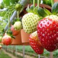 Instalando hidroponia para cultivo de morangos, como fazer equipamentos com suas próprias mãos