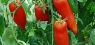 Características e descrição da variedade de tomate Kornabel, seu cultivo