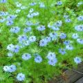 Règles de culture de nigelle à partir de graines et description des variétés