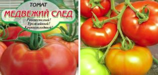 Опис сорте рајчице Беар Траил и његове карактеристике