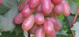 وصف صنف العنب.التحول وخصائص شروط النضوج