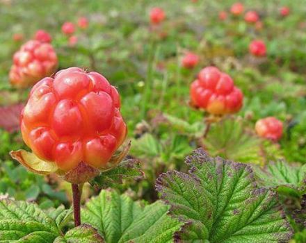 Yaprak saplarının cloudberries'den faydaları ve zararları, geleneksel tıpta kullanım için özellikleri ve tarifleri
