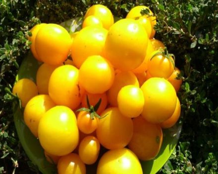 Beschreibung der Tomaten-Aprikosen-Sorte, Merkmale des Anbaus und der Pflege