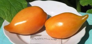 Опис сорте парадајза Буратино, његове карактеристике и продуктивност