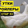 Opis kaczek rasy Star-53, ich odchów i żywienia w warunkach domowych