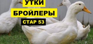 Описание на патици от породата Star-53, тяхното отглеждане и хранене у дома