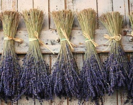 How can you dry lavender at home, timing of collection and preparation