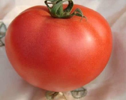 Opis odmiany pomidora, cechy uprawy i pielęgnacji