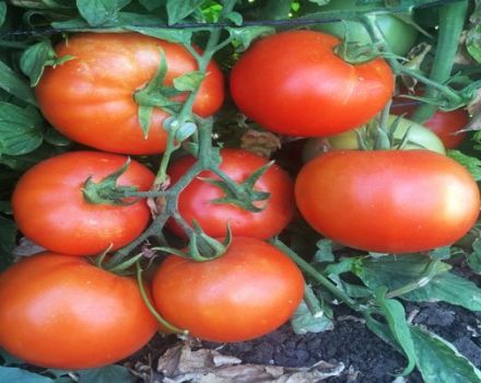 Características e descrição das variedades de tomate Servidor F1
