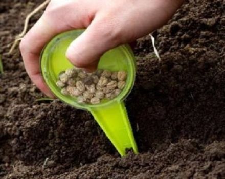 How and when to sow, grow and care for coriander before winter
