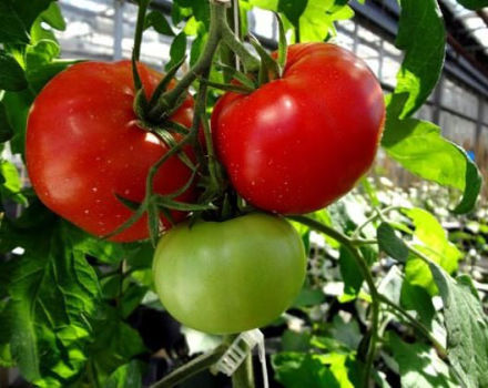 מאפיינים ותיאור של זן העגבניות וולגוגרדסקי הבשיל מוקדם 323, תשואתו