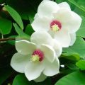 Plantning og pleje af magnolia i det åbne felt, avlsmetoder