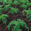 Pomidorų auginimo atvirame lauke ir šiltnamyje žemės ūkio taisyklės